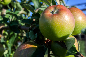 Ripe apples are hanging on the apple tree branch