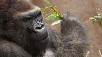 Obraz premium Close up of a male Silverback Gorilla at the San Diego Zoo Safari Park