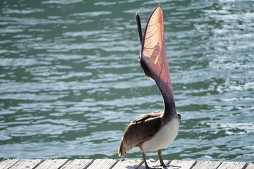 Florida Brown pelican stretching on a dock in John's Pass, Florida