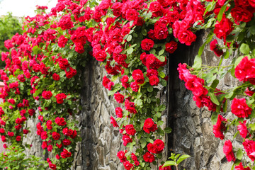 Beautiful red roses in on a stone dark fence