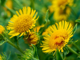 Exuberant elecampane. Yellow meadow flowers, elecampane yellow flowers, lat. Inula helenium, also called horse-heal or elfdock