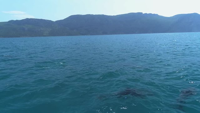 A flock of dolphins jumps out of the water. Dolphins chasing the fish. Summer vacation by the sea.