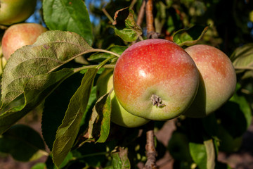 Ripe apples are hanging on the apple tree branch