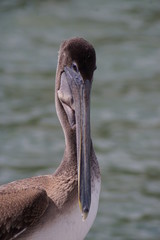 Florida Brown pelican