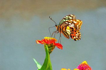 butterfly on a flower