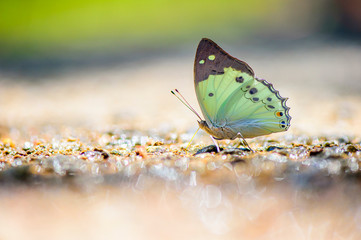 butterfly on flower