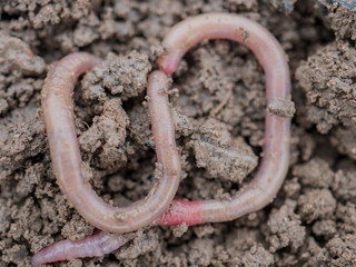 Earthworms in black soil of greenhouse. Macro Brandling, panfish, trout, tiger, red wiggler, Eisenia fetida..Garden compost and worms recycling plant waste into rich soil improver and fertilizer