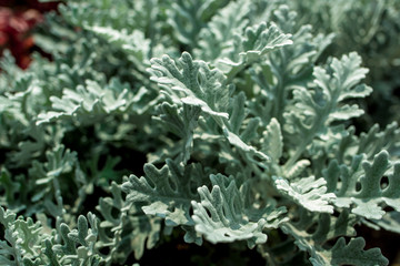 closeup of a green plant