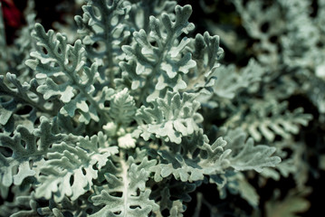 green fern background art 