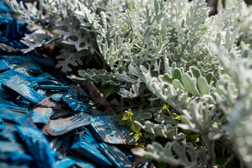 green flowers in the garden blue