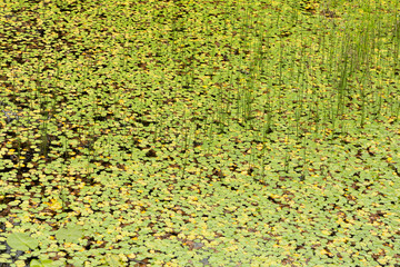 lily pads in the water