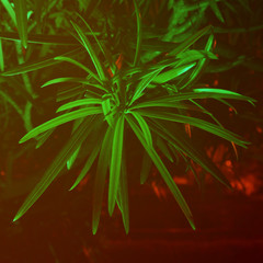 Fototapeta premium Exotic bush under the night sky.