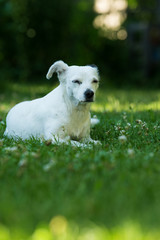 Little cross breed dog in a meadow