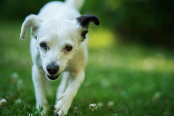 Little cross breed dog in a meadow