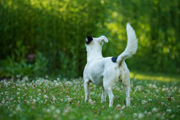 Little cross breed dog from behind in a meadow