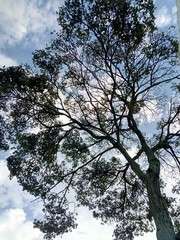 tree and sky