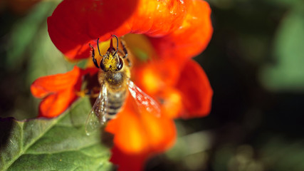Natur Makro © rene_dra