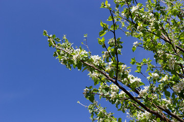 flowery almond detail and blue sky