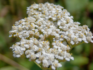 Close up shot of a yarrow flower.