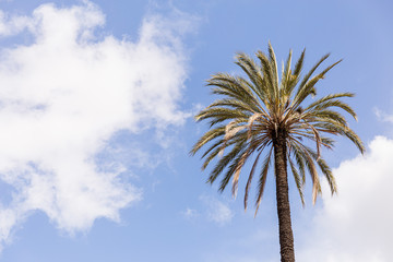 Fototapeta premium Palm tree under blue sky with clouds in Rome, Italy