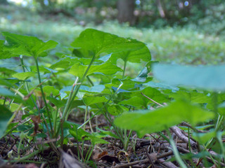Close up shot of a forest floor plants.