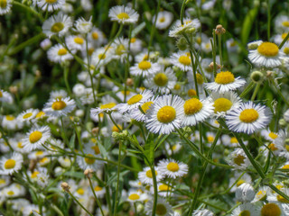 Field of oxeye daisies in the summer day.