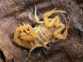 female Arizona bark scorpion, Centruroides sculpturatus, xeric color morph, on bark