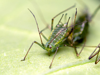 green aphid, Family Aphididae, on leaf, 3/4 view