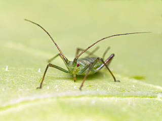 green aphid, Family Aphididae, on leaf, front view