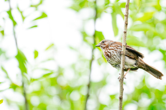 View from below of a sparrow sitting on a tree branch