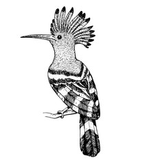 Hoopoe sketch, vector illustration. Hand drawn hoopoe bird. Engraved illustration. Hoopoe sitting on a branch. Hand drawn sketch. © vidimages