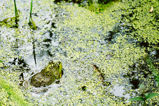 Closeup of a bullfrog sitting in a pond surrounded by duckweed