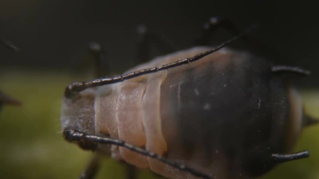 Black bean aphid (Aphis fabae) is a member of the order Hemiptera.  Aphid under a microscope, are dangerous pests. Extreme sharp and detailed video of black aphids on leaf