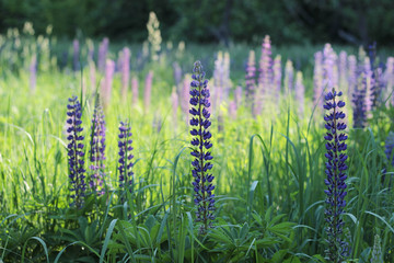 old wooden door with lock craquelure cracked paint