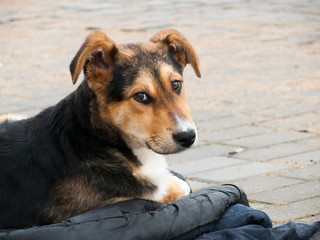 Dog