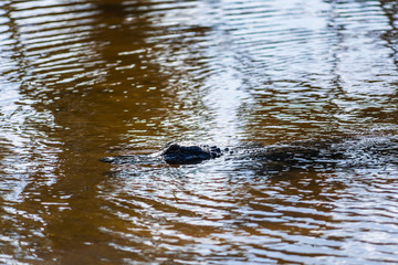 One alligator in deep hole famous lake pond in Myakka River State Park, Sarasota, Florida swimming in water