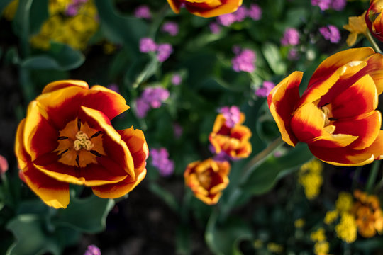 tulips in the park of Paris