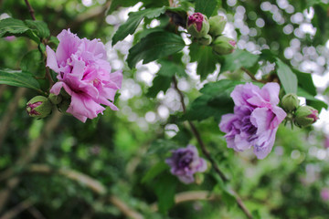 pink flowers in the garden