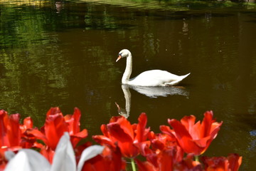 swan with red flower
