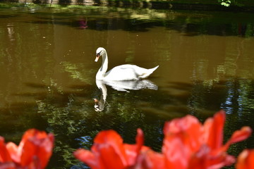 Obraz premium swan and cygnets