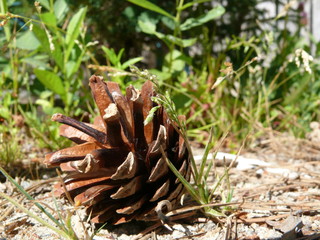 pine cone on grass