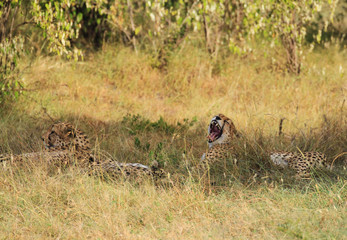 Cheetah Acinonyx jubatus four cheetahs brothers yawn yawning wide teeth tongue lying down in green yellow grass Masai Mara National Reserve copy space Kenya East Africa fastest land mammal