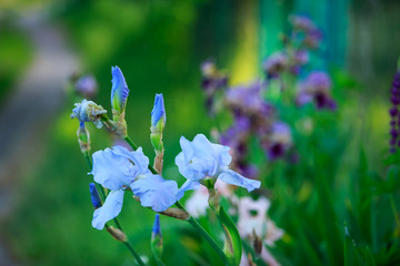 Blooming irises in the garden