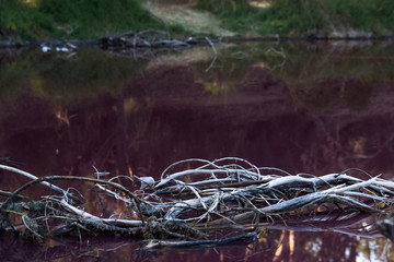 Old wood in pink water, pink lake. Melbourne, Australia.