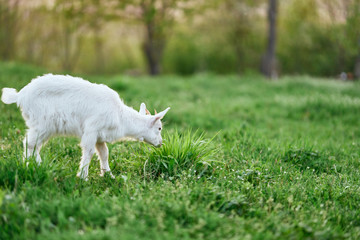 Obraz premium lamb on a meadow