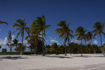 Naklejka premium palm trees on the beach
