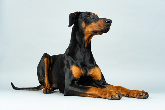 Dobermann