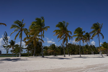 Fototapeta premium palm tree on the beach