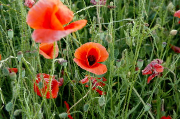 poppy field of red poppies close up detailed