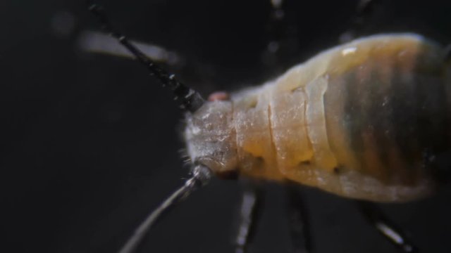 Black bean aphid (Aphis fabae) is a member of the order Hemiptera.  Aphid under a microscope, are dangerous pests. Extreme sharp and detailed video of black aphids on leaf
